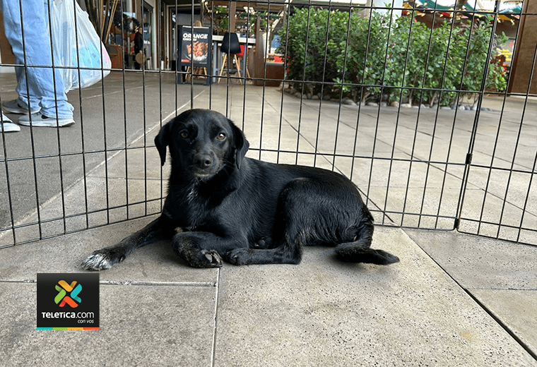 Adopte a una amiga fiel: ‘Katy’