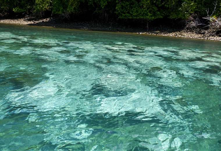 Jardinería de corales, una actividad que ayuda a mantener la fauna marina de Golfito