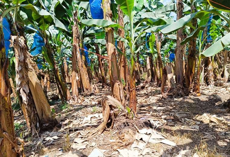 Bananera Chiquita vuelve a Panamá y recontratará a miles de trabajadores despedidos