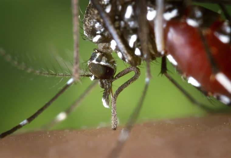 ¿Por qué Costa Rica no tuvo casos de chikungunya en nueve años?