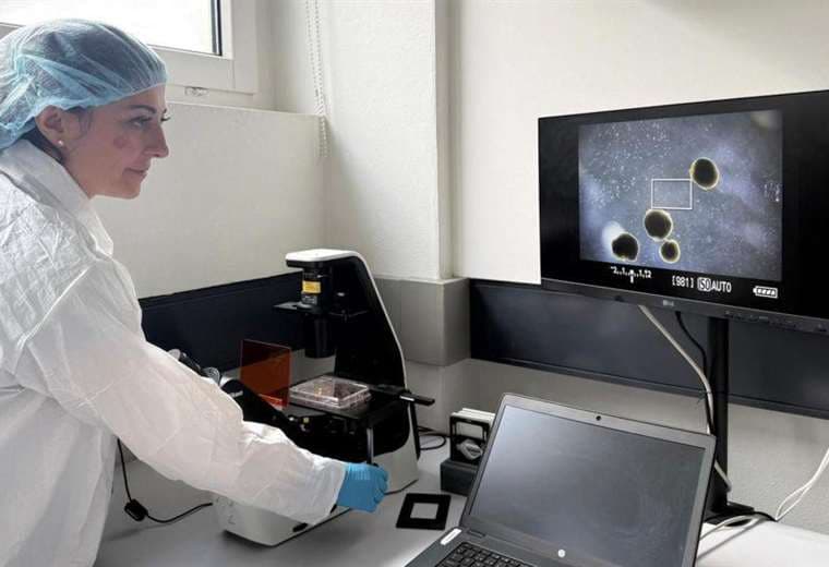 Minicerebros humanos desarrollados por científicos para "alimentar" computadoras