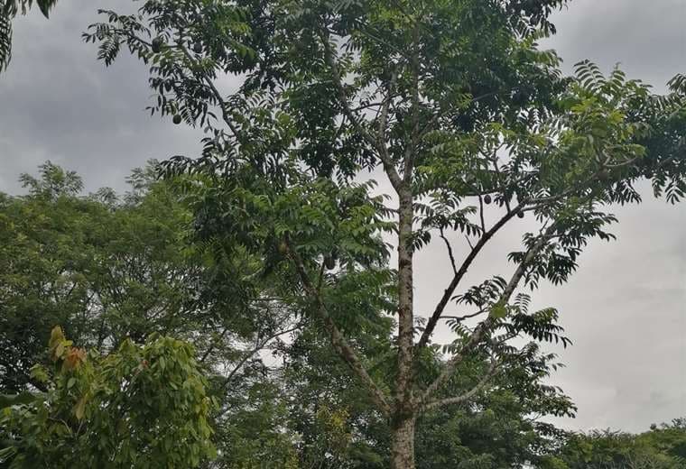 Hombre que intentaba bajar yuplones muere al caer de árbol en Upala