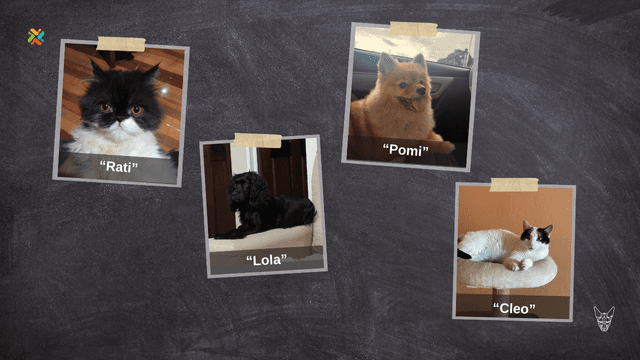 ¡De vuelta a casa! Ayude a estas mascotas a reencontrarse con sus dueños