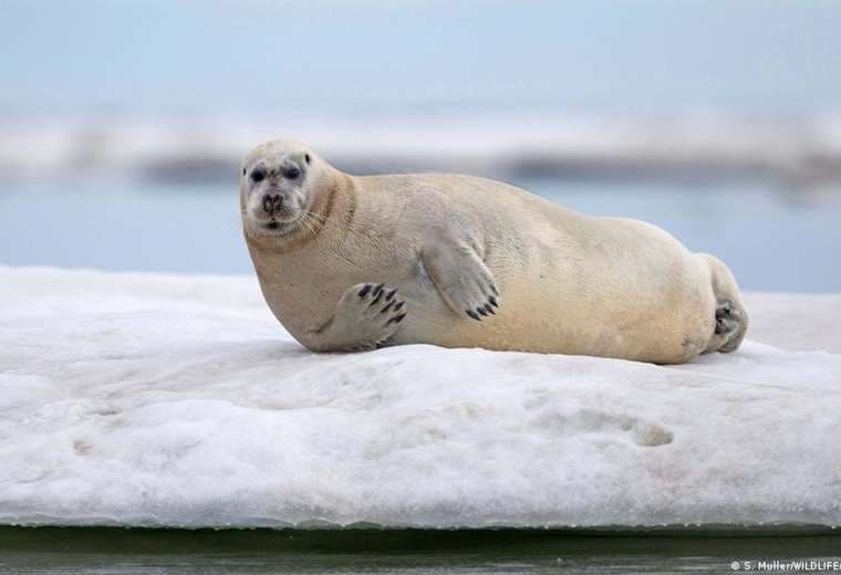 El Ártico registra el año más caluroso desde 1900