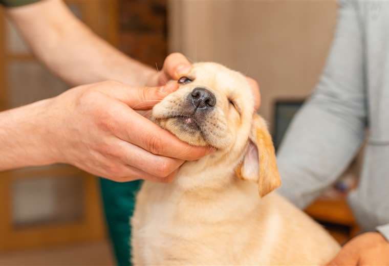 Distemper en mascotas: estos son los síntomas que deben alertarlo