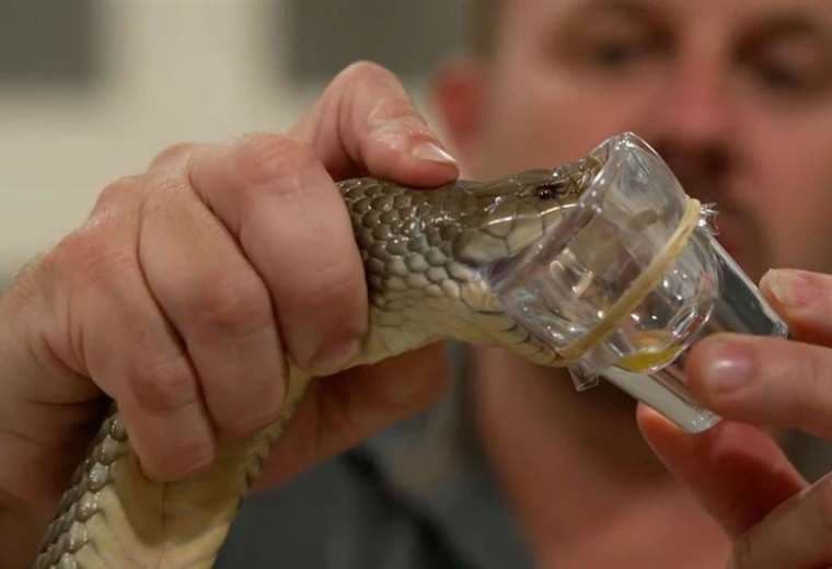 La paradoja del veneno: cómo los animales más letales salvan vidas