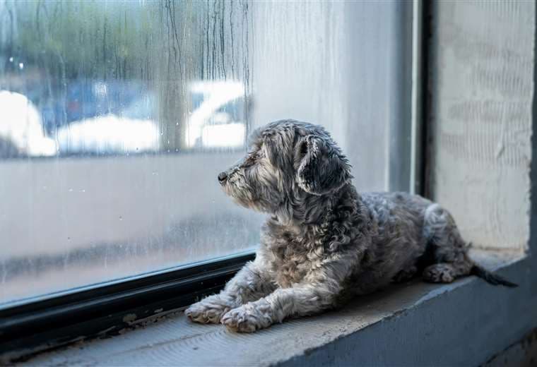 Mascotas en riesgo por tormentas: cuando llueve y truena, ellas también sufren