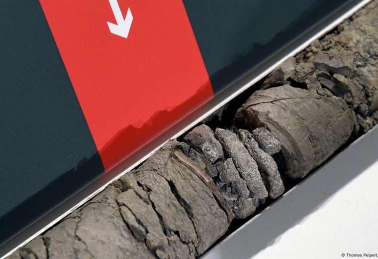 Museo conocido por sus exposiciones de dinosaurios encuentra el fósil de uno en su propio estacionamiento