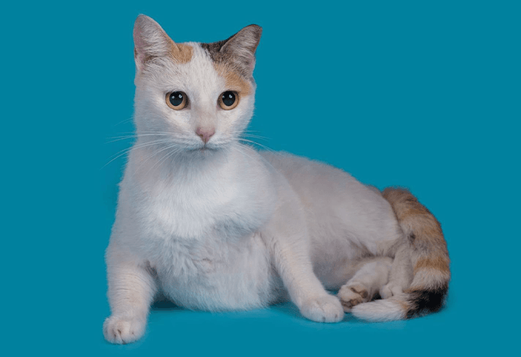 Adopte a una amiga fiel: ‘Lilly’