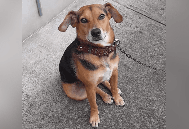 Adopte a un amigo fiel: ‘Claudio’