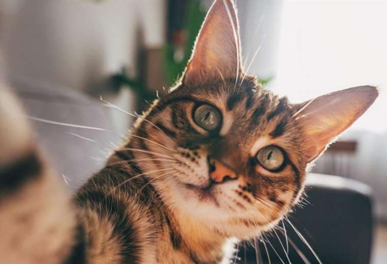 ¿Por qué los gatos "son el modelo perfecto" para estudiar la demencia en los humanos?