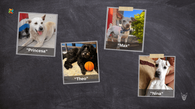 ¡De vuelta a casa! Ayude a estas mascotas a reencontrarse con sus familias