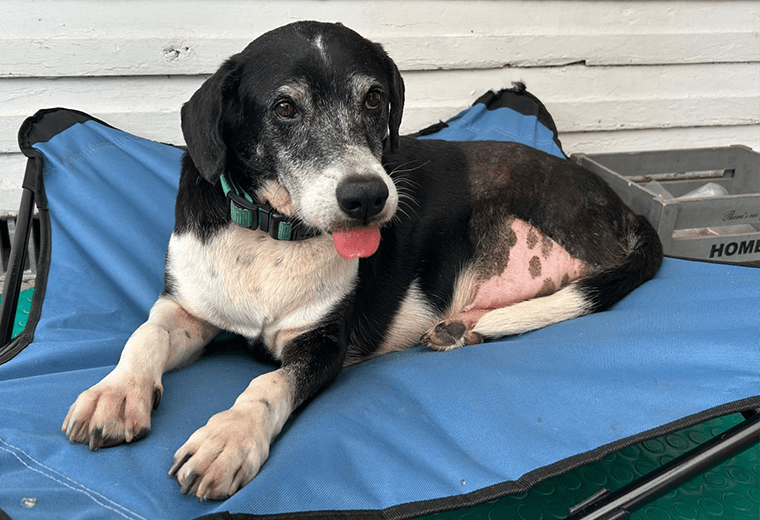 Adopte a un amigo fiel: ‘Blue’