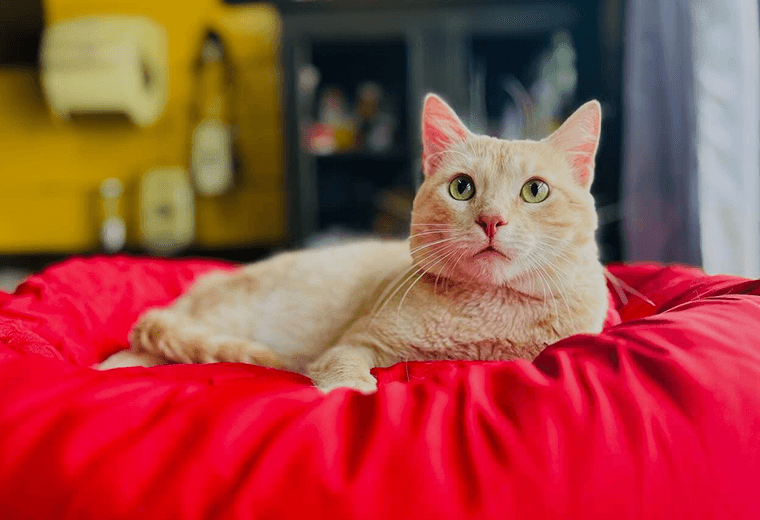 Adopte a un amigo fiel: 'Lobito'