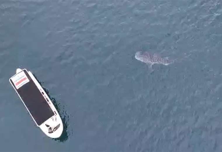 Golfito y Quepos anuncian temporada de avistamiento de ballenas