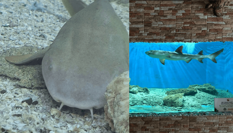 Allanamiento en parque acuático de Guápiles termina con decomiso de tiburones