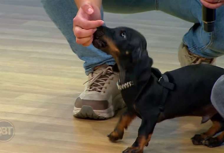 Estereotipias y zoomies en perros: ¿comportamientos normales o señales de alerta? 