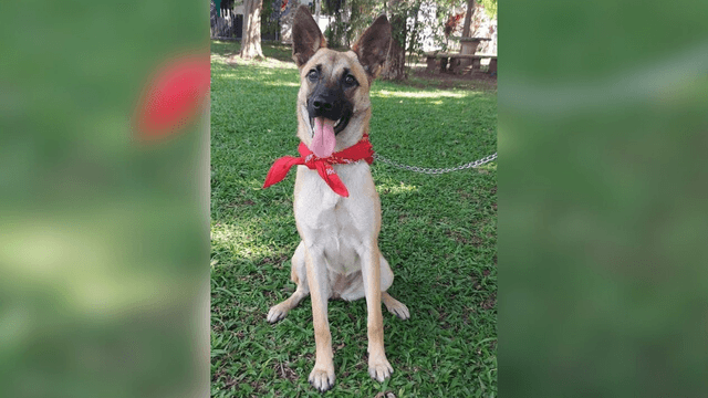 Adopte a una amiga fiel: ‘Cane’