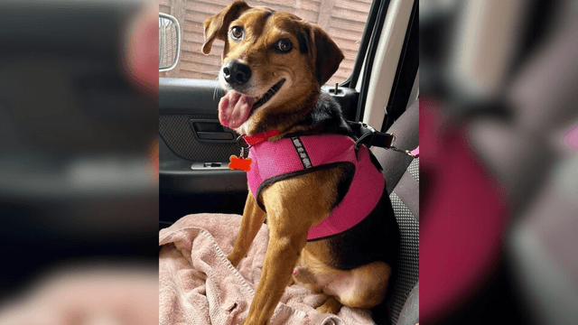 Adopte a un amigo fiel: ‘Claudio’