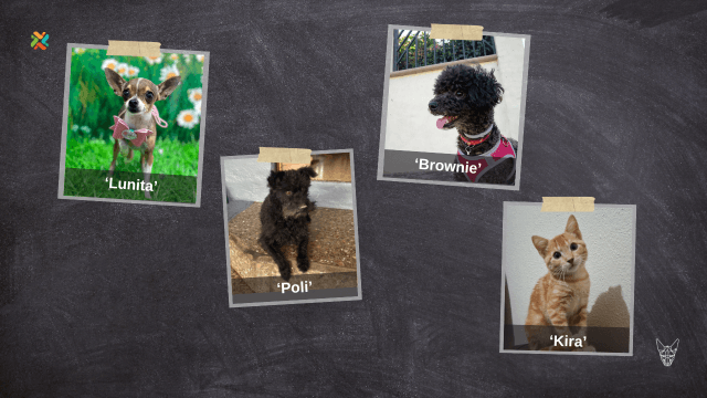 ¡De vuelta a casa! Estas familias necesitan ayuda para encontrar a sus mascotas