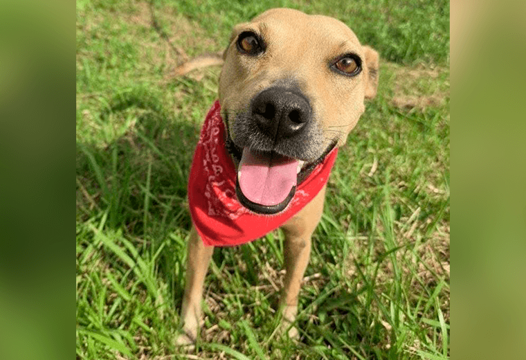 Adopte a un amigo fiel: ‘Franco’