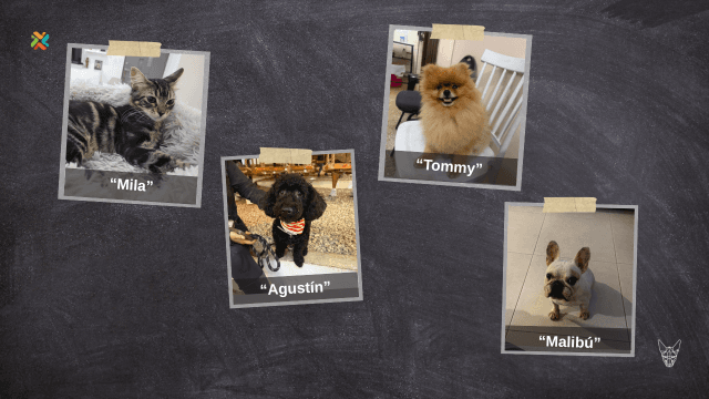 ¡De vuelta a casa! Estas mascotas requieren su ayuda para reencontrarse con sus familias