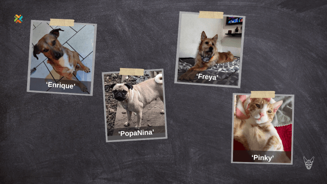 De vuelta a casa: Familias buscan desesperadamente a sus mascotas extraviadas