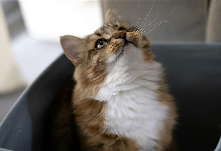 ¿Está aumentando la insuficiencia renal en gatos? Expertos aclaran el verdadero motivo