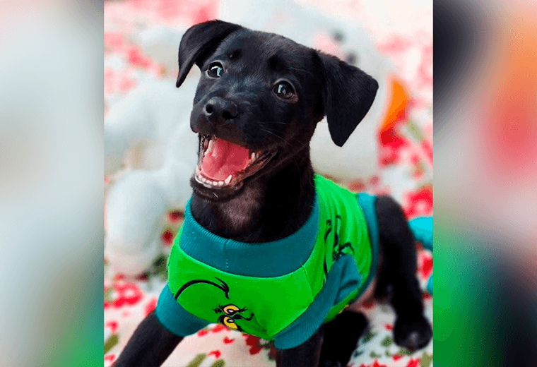 Adopte a un amigo fiel: 'Bombón'