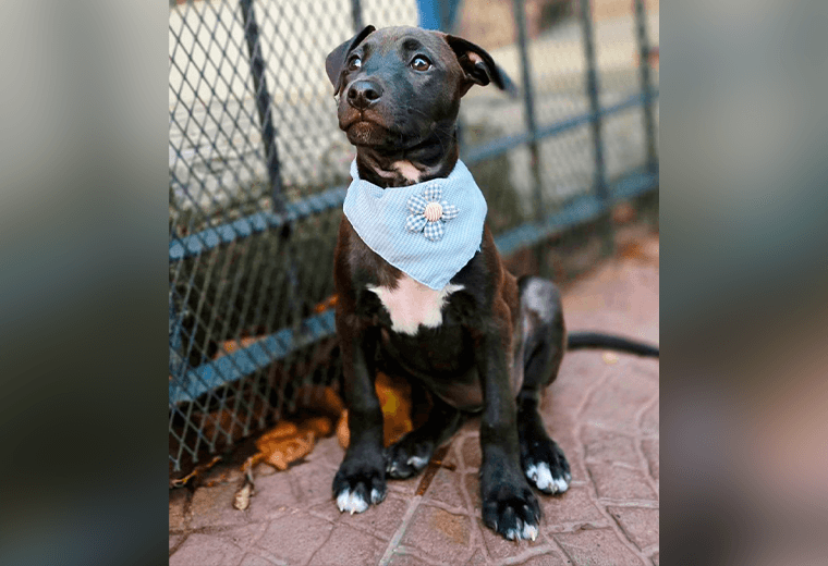 Adopte a una amiga fiel: 'Cocoa'