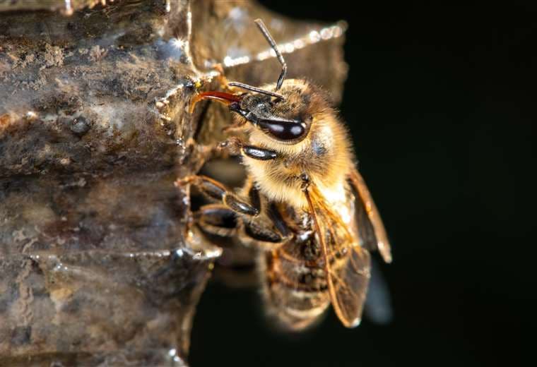 Costa Rica prohíbe uso de insecticida mortal para las abejas