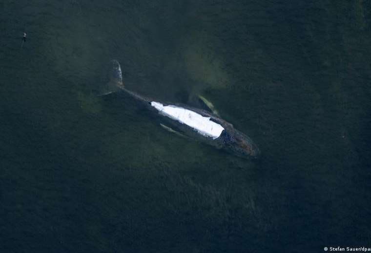 La saga de Timmy continúa: la ballena se libera, pero vuelve a quedar atrapada