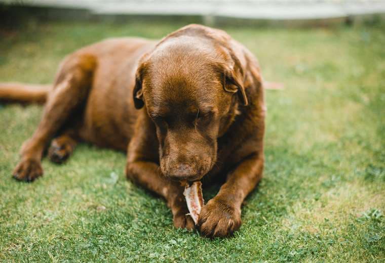 Así funciona —y así puede fallar— la dieta raw que muchos dueños de perros están adoptando