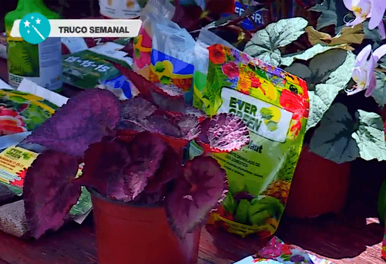 ¿Cuál es el mejor fertilizante para que sus plantas crezcan sanas y llenas de color?