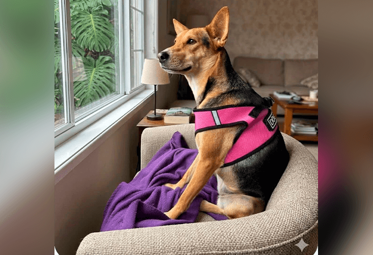 Adopte a una amiga fiel: 'Abby'