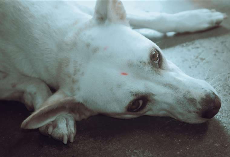 ¿Qué es el anaplasma y cómo puede afectar a su mascota?