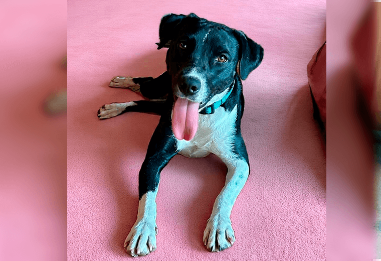 Adopte a una amiga fiel: 'Olivia'