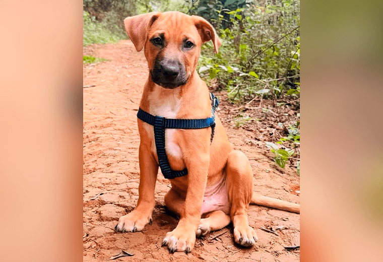 Adopte a un amigo fiel: 'Baloo'