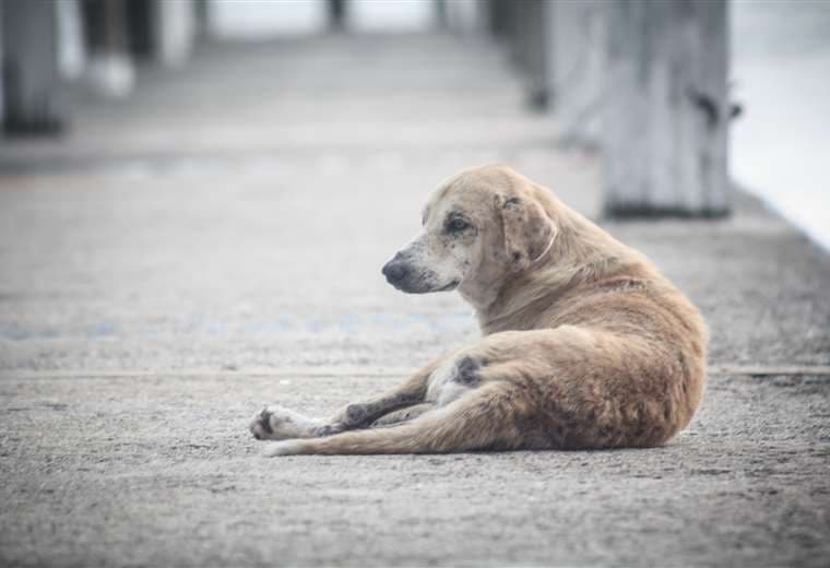 ¿Quién responde si un perro mata a su mascota mientras la saca a caminar?