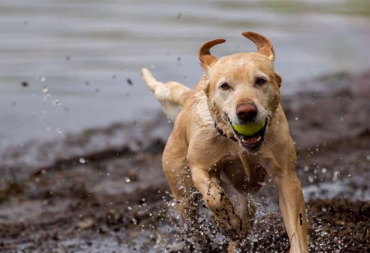 Jugar con lluvia y barro: prácticas "inofensivas" que pueden afectar a sus mascotas