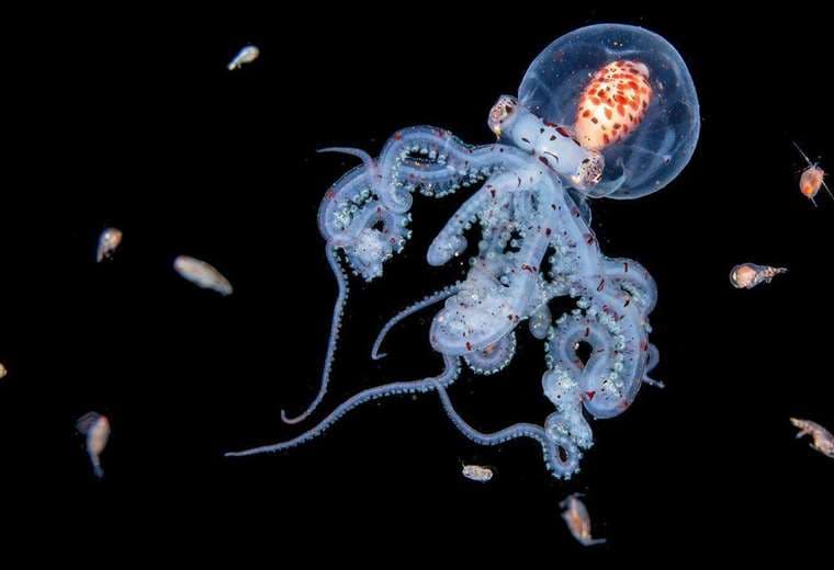 Buceadora logra impresionantes imágenes de criaturas marinas al sumergirse de noche