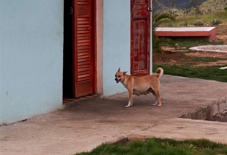 "Embarazo psicológico" en mascotas: experta explica por qué ocurre