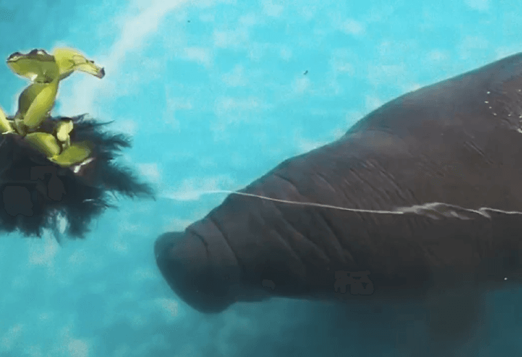 Böena, la bebé manatí rescatada en Tortuguero, se recupera en su propia piscina