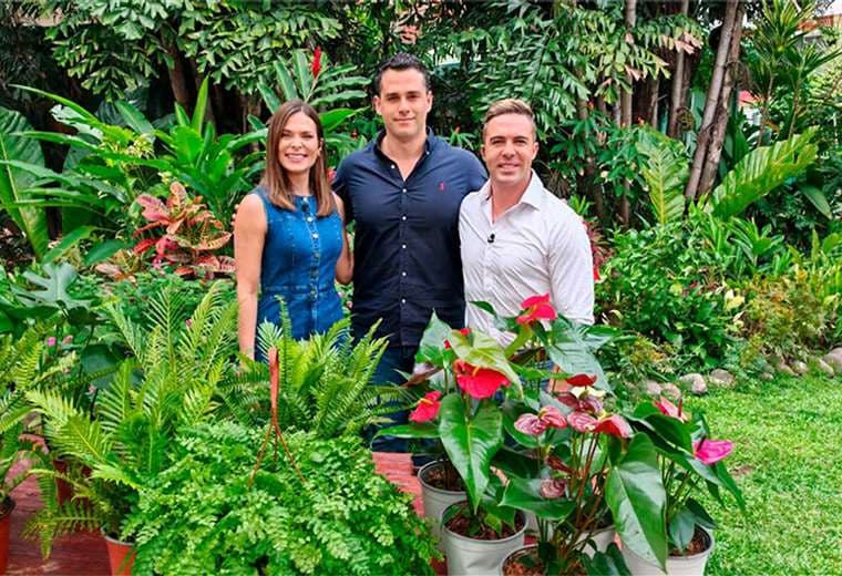 Helechos, monsteras y anturios destacan entre las plantas de esta temporada