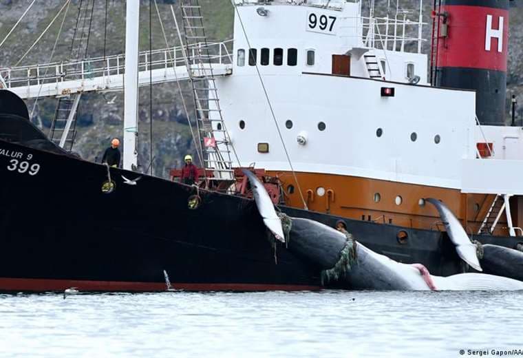 Islandia reanuda la caza de ballenas tras dos años de pausa