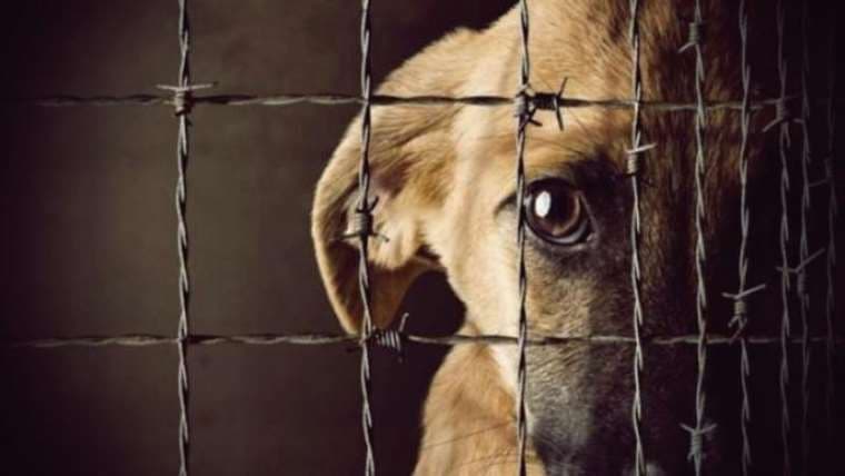 Rescatan a cientos de perros y gatos de refugio de EE. UU.