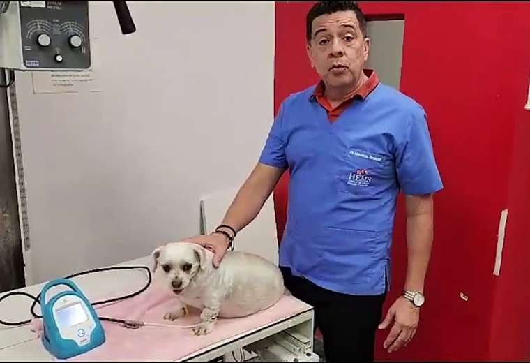 Cuidado cardíaco en perros: Tres enfermedades críticas a las que prestar atención