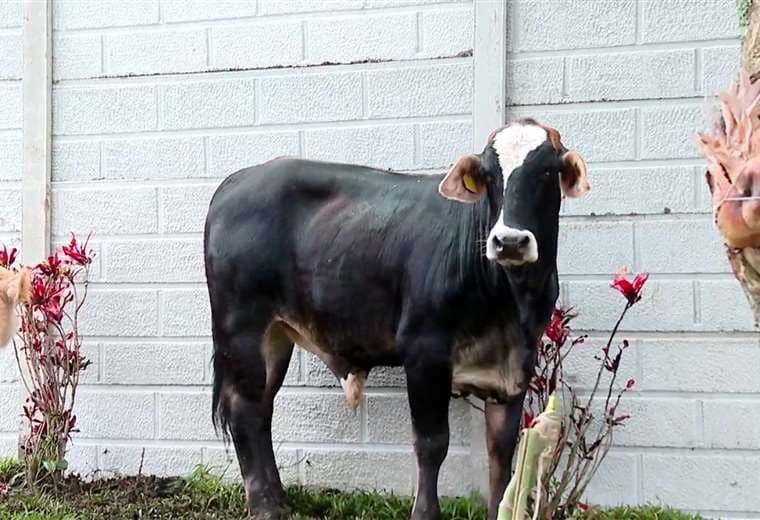 Gotero, el toro que escapó del matadero y ahora vive en un refugio de perros