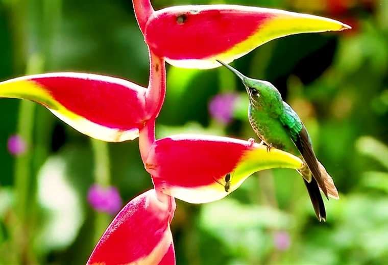 Un jardín secreto en Cachí deslumbra con cascada y un espectáculo de colibríes