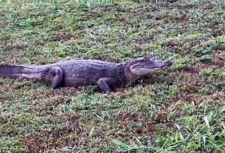 Video: Preocupación por presencia de enorme caimán en parque infantil de Ciudad Cortés